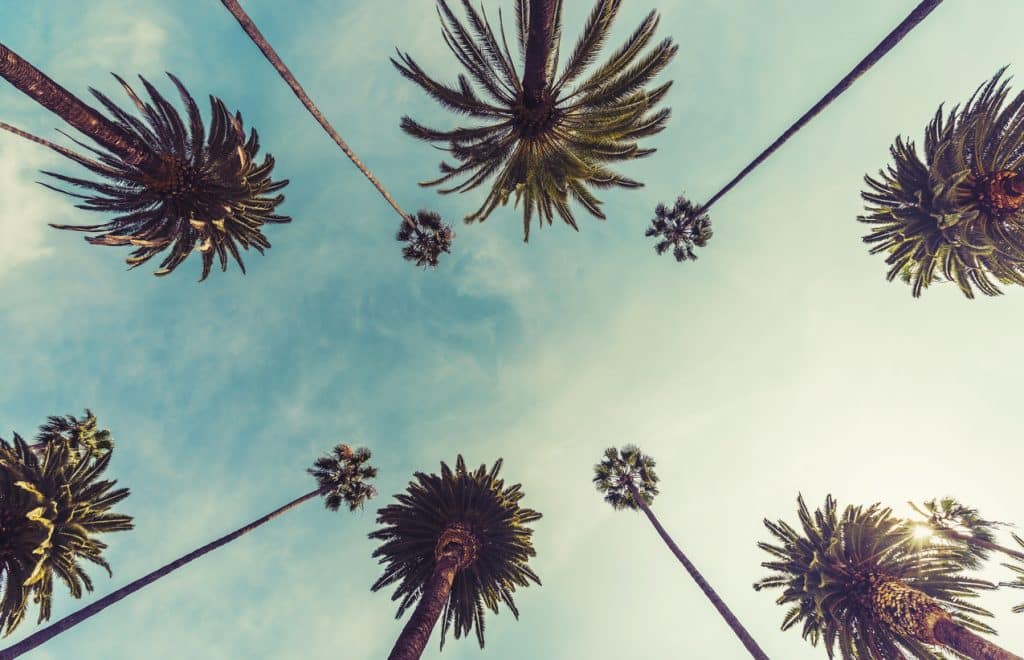Los Angeles palm trees, low angle shot. Vintage tone